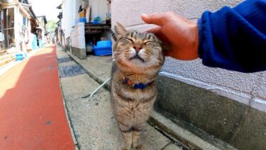 この通りを何回通っても挨拶してくる猫がいて癒やされる【感動猫動画】