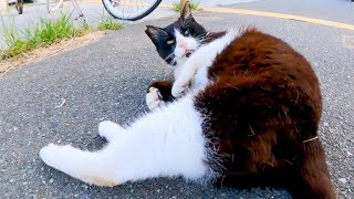 撫でるとすぐ横になる野良猫【感動猫動画】
