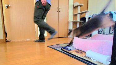 愛猫シャム猫にここまで追いかけ捲られて何も出来なかった時😹【CuteWoo】