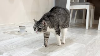 突然弟を忘れて威嚇しはじめた兄猫がこうなっちゃいました…【もちまる日記】