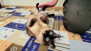 「ここでゴロゴロしてなさい」って言ったら即ゴロゴロ転がるシャム猫【CuteWoo】