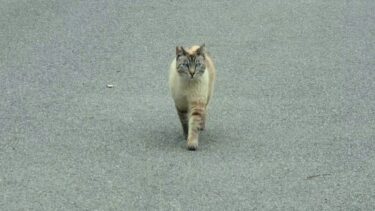 久々に猫半島へ来たら遠くからシャムトラ猫が迎えに来てくれた🌊【CuteWoo】