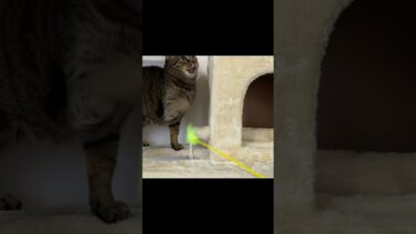 凶暴猫がお腹を強打しました…【てん動画】