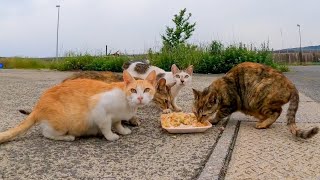 港の猫ちゃん達、食事中でした【感動猫動画】