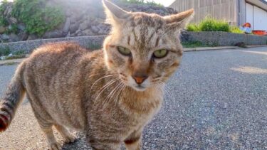 道路脇で寝ていた野良猫を撫でるとめちゃくちゃキレられた【感動猫動画】