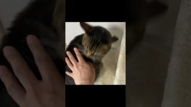 出勤前のお見送りをお願いしたら噛まれました…【てん動画】