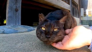 神社の黒猫ちゃんはよく喋る【感動猫動画】