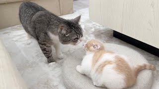 病院の匂いをつけて帰ってきた子猫と再会したらとんでもない事件が起こりました…【もちまる日記】