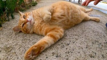 港の野良猫ちゃん、雨の日はフェリー乗り場のタラップで雨宿り【感動猫動画】