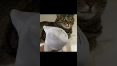 日々のイライラをぬいぐるみにぶつける凶暴猫…【てん動画】