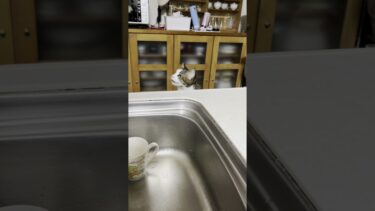 ヒョコっと出てくる猫【ひのき猫】