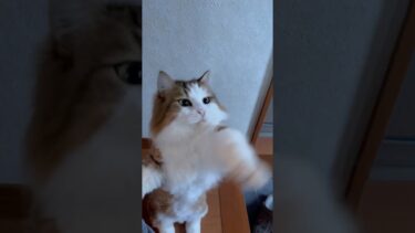 子猫に戻ったおっさん猫 #ひのき猫 #猫 #秀吉【ひのき猫】