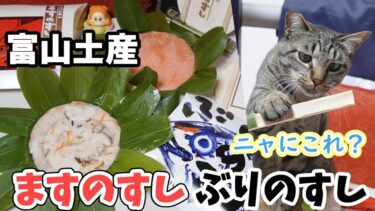 【富山土産】 特選ますのすし・ぶりのすし☆ずっとそばで見守り隊をする猫ガーちゃん　【リキちゃんねる　猫動画】 キジトラ 猫のいる暮らし