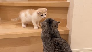 病院から帰ってきた兄と再会したら子猫がまさかの事態になりました…【もちまる日記】