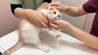 初めて動物病院で注射された子猫がこうなっちゃいました…【もちまる日記】