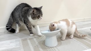 子猫にごはんを横取りされたら猫がまさかのこうなっちゃいました…【もちまる日記】