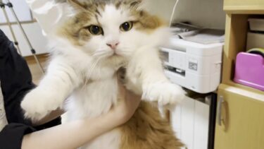 バリカン掃除機の試し刈りで「何ごと？」の顔がかわいい猫【ひのき猫】