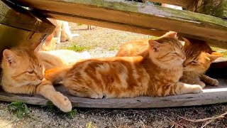 猫島で廃校になった小学校に行くと猫が集まってきて楽しい【感動猫動画】