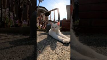 静止画と見せかけて動画です#感動猫動画 #野良猫 #自由猫 #外猫 #Cat #猫  #ぬこ #猫動画 #猫島 #shorts【感動猫動画】