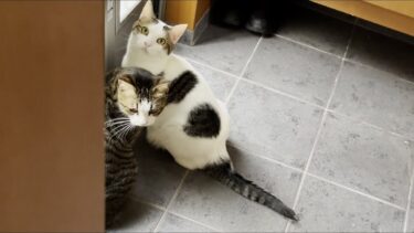 散歩を我慢させたら不満が爆発しそうな猫【ひのき猫】