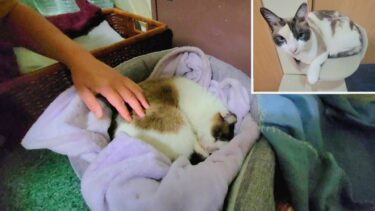 飲み屋街で保護された野良猫を見せて貰ったらうちのペポ🐈にソックリだった【CuteWoo】