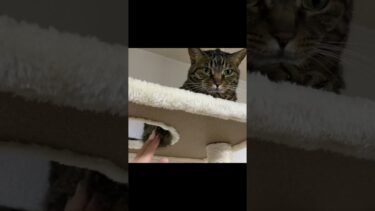 凶暴猫のお腹をタプタプした結果…【てん動画】