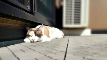 股座へ急に瞬間移動してくるペポ🐈【CuteWoo】