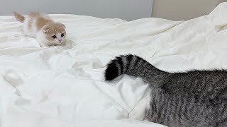 やんちゃな子猫が兄のしっぽで遊んだらとうとう大変なことになりました…【もちまる日記】