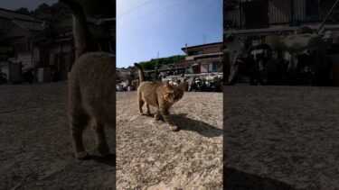 島の猫、モフられにきた#猫島 #野良猫 #自由猫 #外猫 #Cat #猫  #ぬこ #子猫 #kitten #catisland #shorts 　【感動猫動画】