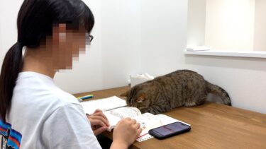 猫を無視して勉強を続けてたらこうなった…笑【ポムさんとしまちゃん / ねこべや】