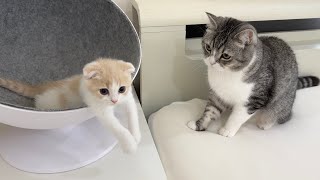 お気に入りのベッドを子猫に取られてたら猫がこうなっちゃいました…【もちまる日記】