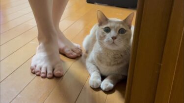 息子とゆっくり鬼ごっこをする猫【ひのき猫】