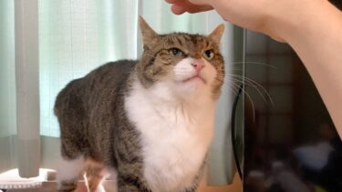 実家猫の頭を撫でようとした結果…【てん動画】