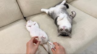 爆睡してる猫たちの爪をこっそり切ろうとしたらこうなりました…【もちまる日記】