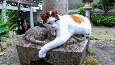 神社の階段付近で寝ていた三毛猫、撫でると喜んで懐いてきた【感動猫動画】