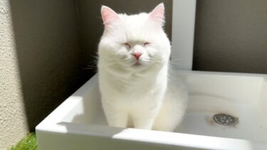 久しぶりに猫を外に出してみたらこうなりました…笑【ポムさんとしまちゃん / ねこべや】