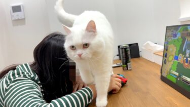 ゲームに負けて落ち込んでたら猫に心配されました…笑【ポムさんとしまちゃん / ねこべや】