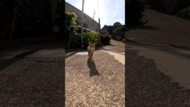 子猫カワイイ#猫島 #野良猫 #自由猫 #外猫 #Cat #猫  #ぬこ #子猫 #kitten #catisland #shorts【感動猫動画】