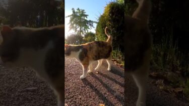 公園の三毛猫ちゃん #shorts【感動猫動画】