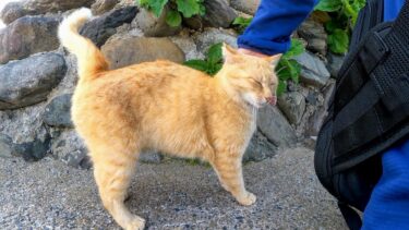 猫島の道端にいた猫を撫でると隣に寄り添ってきてカワイイ【感動猫動画】