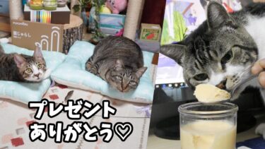 リキちゃん・ガーちゃん・ゴマちゃんにプレゼントが届きました☆プレゼントを連れ去り・クラッキングに大騒ぎ☆クンクンチェックおやつタイムリキちゃん（2019）【リキちゃんねる　猫動画】 猫のいる暮らし