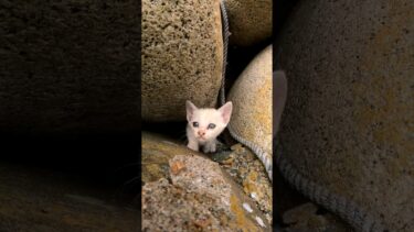 子猫の白猫も現れた#猫島 #野良猫 #自由猫 #外猫 #Cat #猫  #ぬこ #子猫 #kitten #catisland #shorts 　【感動猫動画】