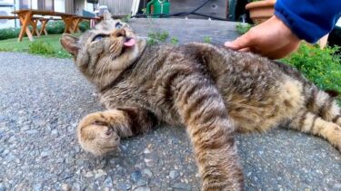 背中を撫でると舌を出したままエアーフミフミする野良猫がかわい過ぎる【感動猫動画】