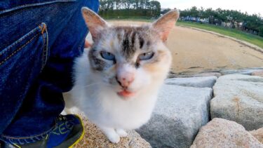 防波堤の猫ちゃん、砂浜まで付いてきてカワイイ【感動猫動画】