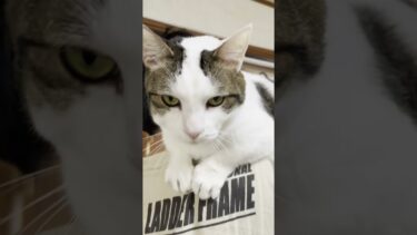 「父ちゃん、抱っこ」な猫【ひのき猫】