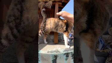 小さな祠に猫#猫島 #野良猫 #自由猫 #外猫 #Cat #猫  #ぬこ #子猫 #kitten #catisland #shorts【感動猫動画】
