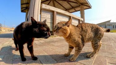 猫島のフェリー乗り場のベンチ付近の猫の集会に参加してきた【感動猫動画】