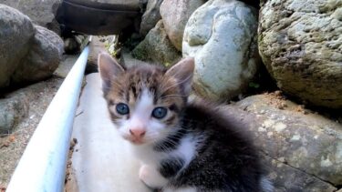 溝の中にいた子猫の兄弟がカワイイ【感動猫動画】