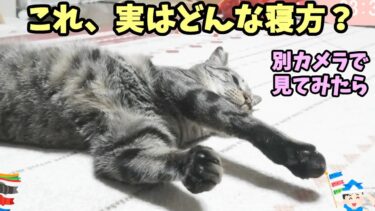 実はすごい寝方してた猫ガーちゃん☆ライブの裏側☆ねじりん棒な猫【リキちゃんねる　猫動画】 キジトラ 猫のいる暮らし