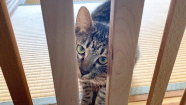 柵を早く開けないと怒って攻撃してくる狂暴猫…【てん動画】